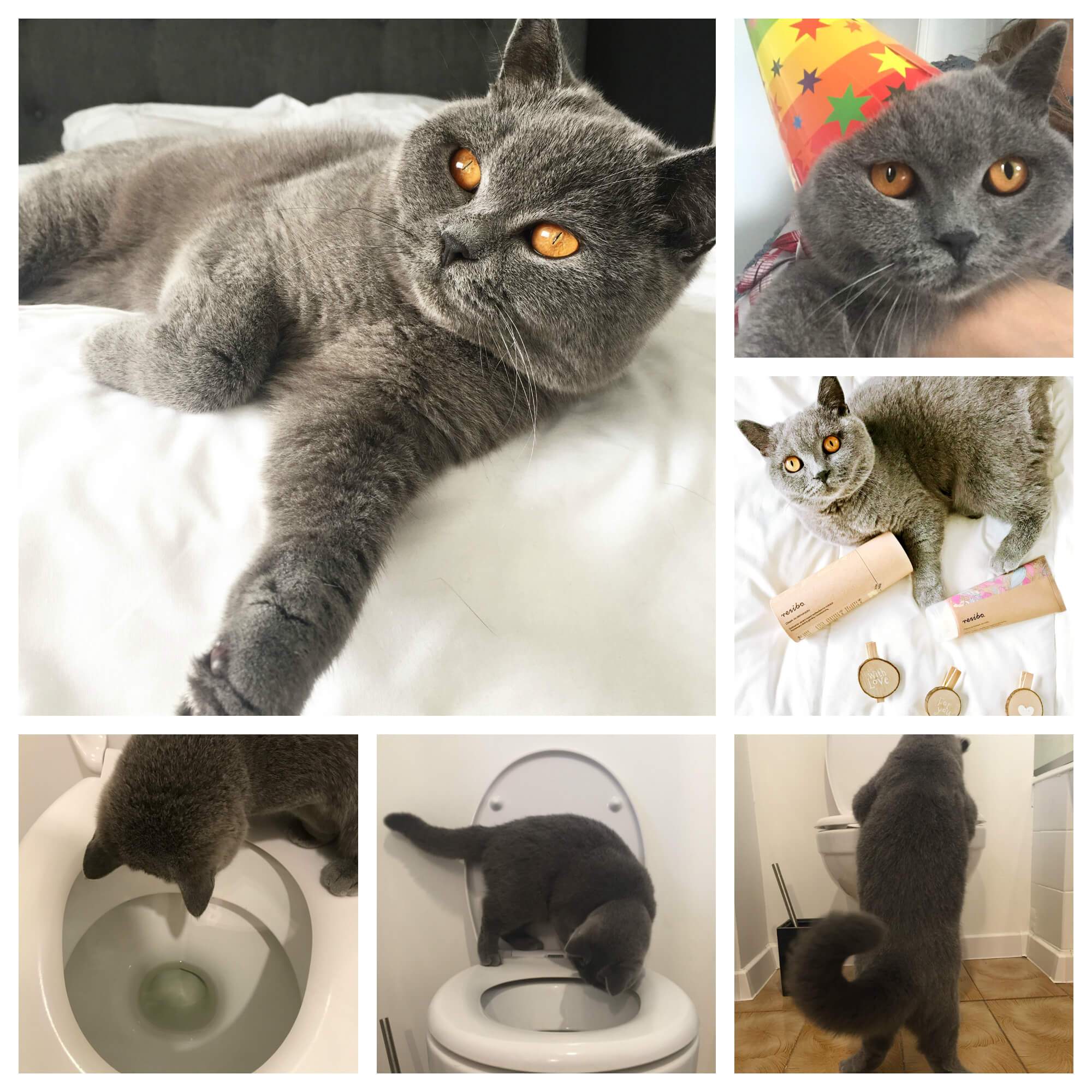 Szarości codzienności #2 - o kocie w toalecie, sklepie i rocznicy - BeautypediaPatt | blog urodowy