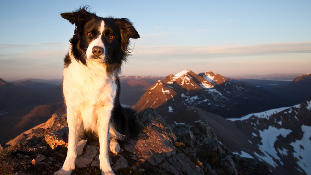 Najmądrzejszy pies świata - BORDER COLLIE