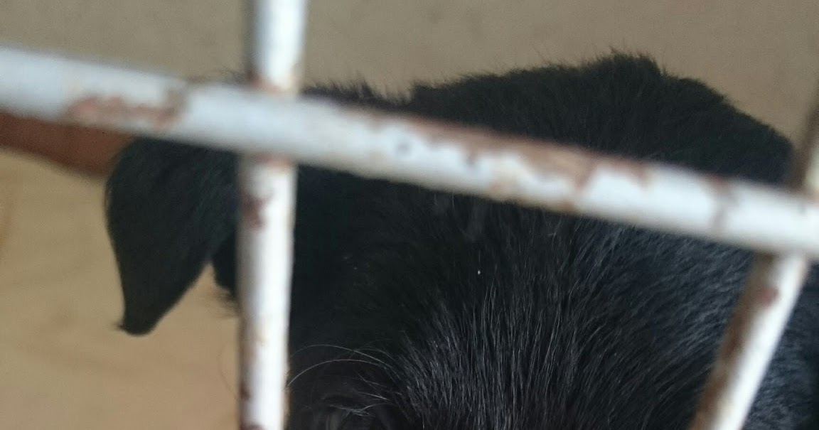 Wolontariat #3 - czyli praca w schronisku dla bezdomnych zwierząt | Bezosobowi.