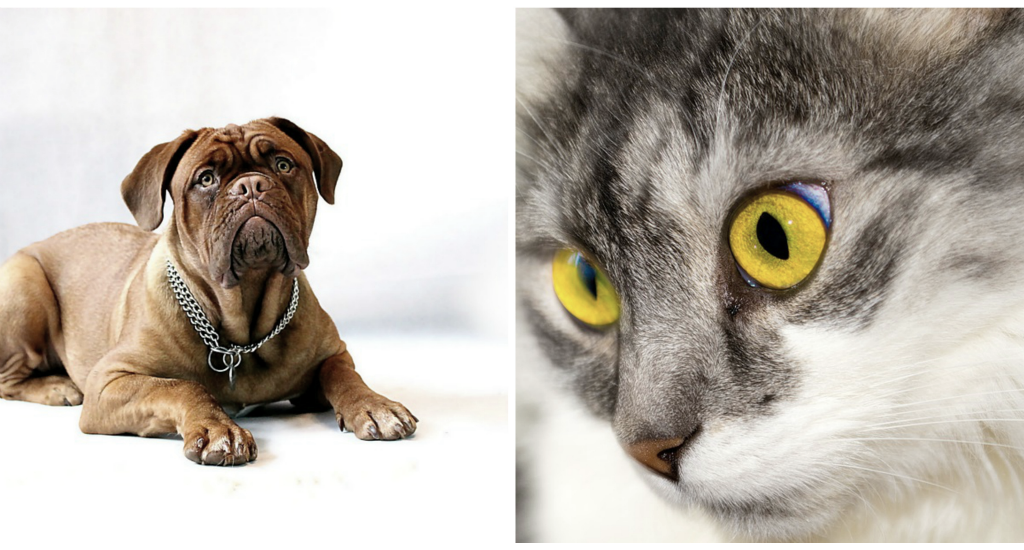 Pies czy kot? - #teamdog vs #teamcat | Blogodynka.pl