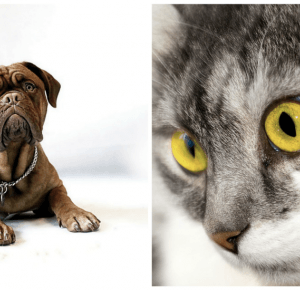 Pies czy kot? - #teamdog vs #teamcat | Blogodynka.pl