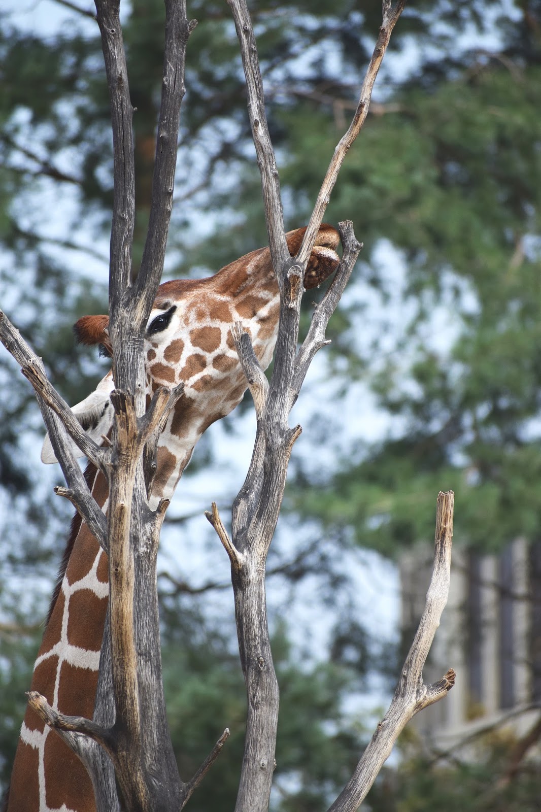 d0ncia: WROCŁAWSKIE ZOO