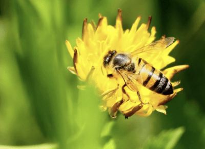 7 Prostych Rzeczy Które Możesz Zrobić Aby Pomóc Pszczołom