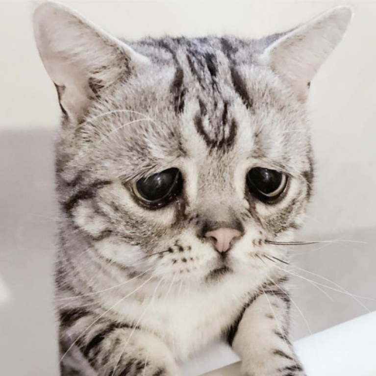 Kto przytuli Luhu? To najsmutniejszy kot na Instagramie!