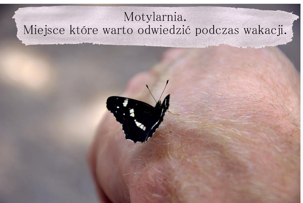 Dorota Pisze.pl: Motylarnia. Miejsce które warto odwiedzić podczas wakacji.