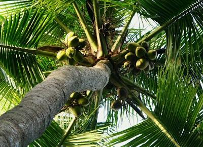 Eve: Kokos - czyli płynne złoto!