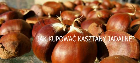 JAK KUPOWAÄ KASZTANY JADALNE? - MyJustyWorld