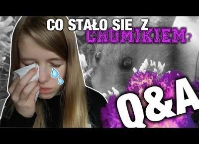 Co stało się z chomikiem? | Co z moją stroną? | Q&A #1