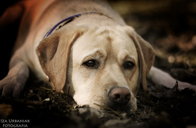 Iza Urbaniak Photography: Dogs | Gap 