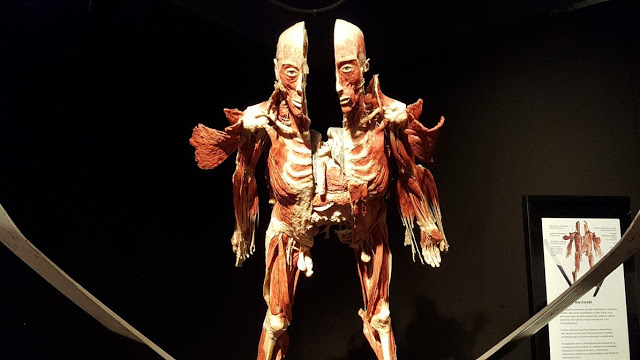 Najchętniej odwiedzana wystawa świata. Dlaczego ludzie chcą oglądać Body Worlds? ~ Pozycje Obowiązkowe