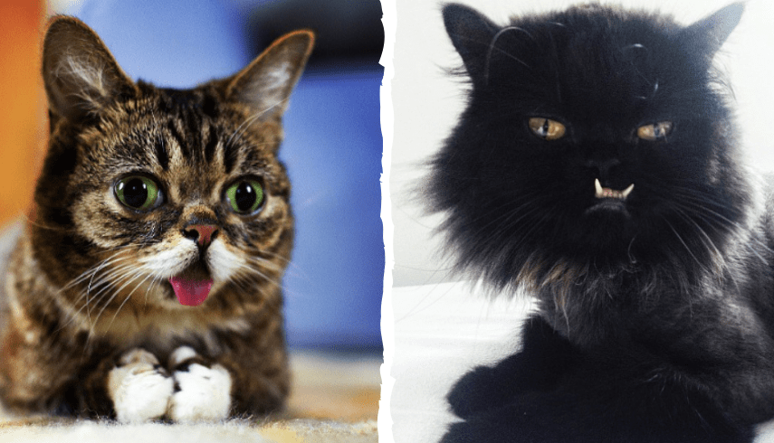 NAJBARDZIEJ ZNANE KOTY NA INSTAGRAMIE!