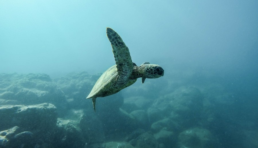 BAKTERIA, KTÓRA ZJADA PLASTIK I ZAMIENIA GO W WODĘ RATUNKIEM DLA OCEANÓW?