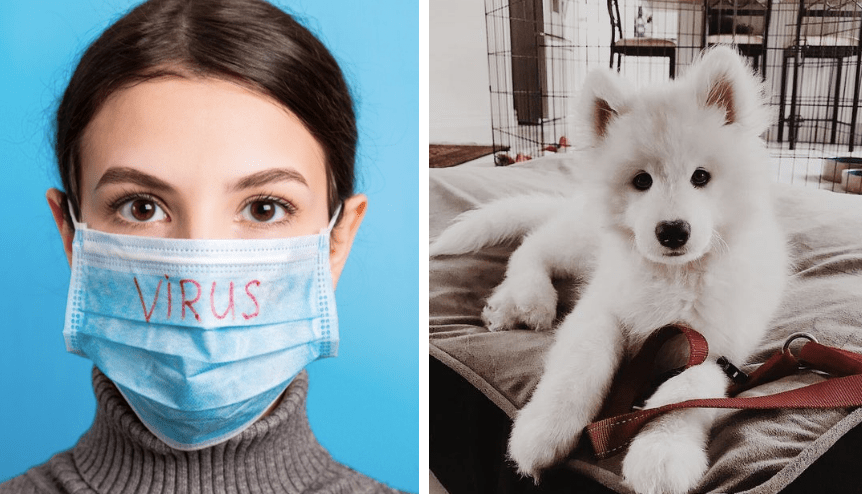 Koronawirus u zwierząt domowych: czy jest się czego obawiać?