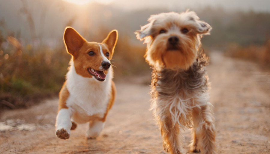 Powstała aplikacja do adopcji psów! Jak działa psi Tinder?