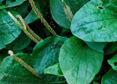 Mała rana? Bez obaw!