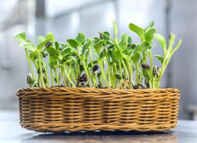 Sześć sposobów na wyhodowanie kiełków w domu.
