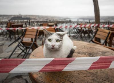 Kot chory na Covid-19.