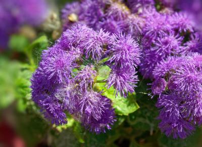 Kwiaty późnej jesieni.