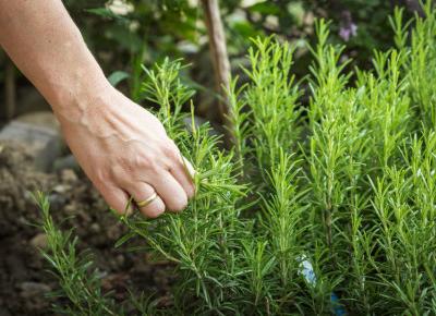 Rozmarynowy okład ujędrni szyję i dekolt.
