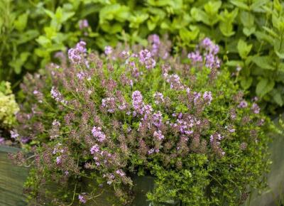 Higiena intymna naturalnie.