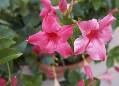 Egzotyka na tarasie.