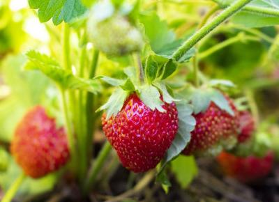 Poziomki: panaceum do znalezienia w lesie.