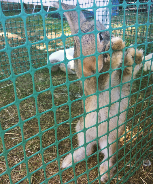 Drobnostki...: Jestem w raju! :) Czyli zwierzęta na targach agroturystycznych.