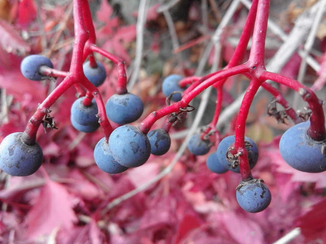 Koci punkt widzenia: Jesienią kocham...