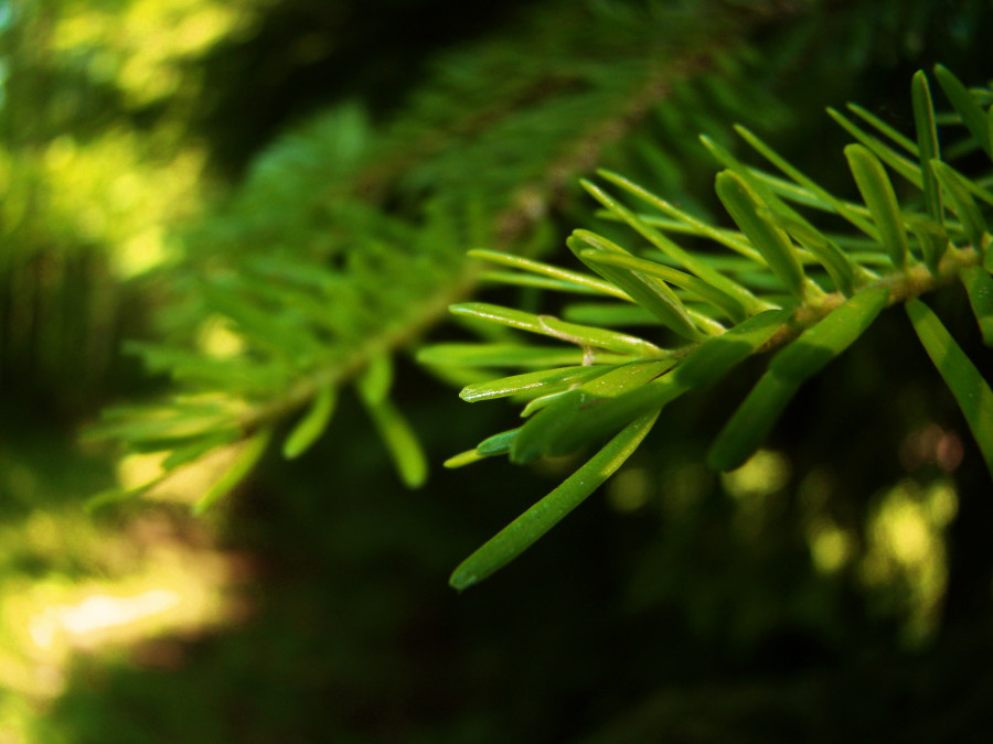 Koci punkt widzenia: Chodź ze mną, zabiorę cię na spacer do leśnego arboretum