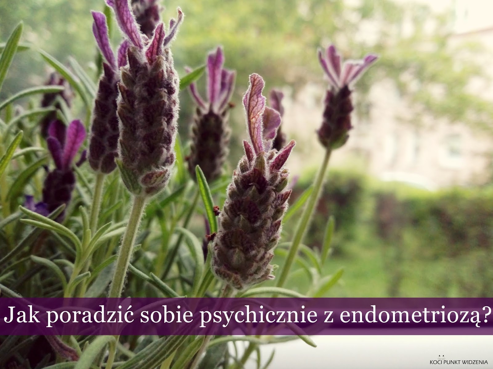 Koci punkt widzenia: Jak poradzić sobie psychicznie z endometriozą?