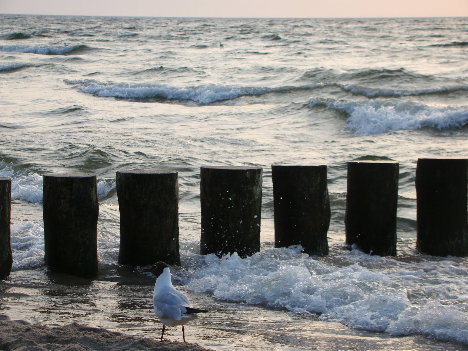 Koci punkt widzenia: Dziękuję, że jesteście