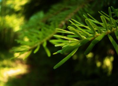 Koci punkt widzenia: Chodź ze mną, zabiorę cię na spacer do leśnego arboretum