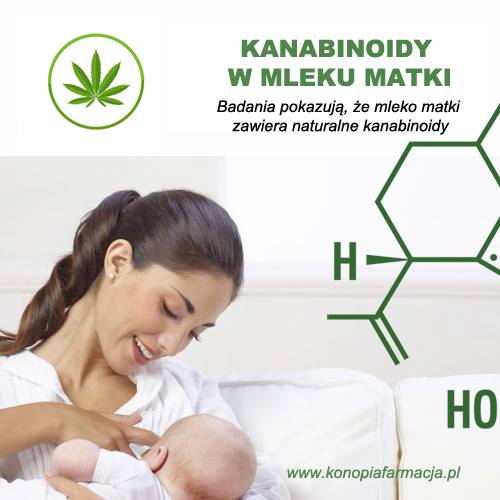CBD - kannabinoidy naturalnie występujące w mleku matki