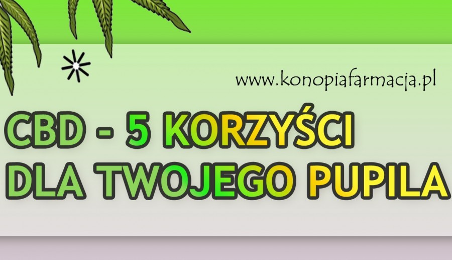 CBD - 5 korzyści dla twojego Pupila