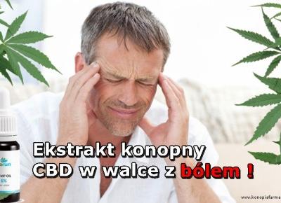 JAK KONOPNY EKSTRAKT CBD POMAGA W WALCE Z BÓLEM?