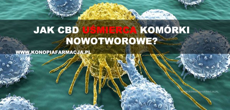 Jak CBD uśmierca komórki nowotworowe