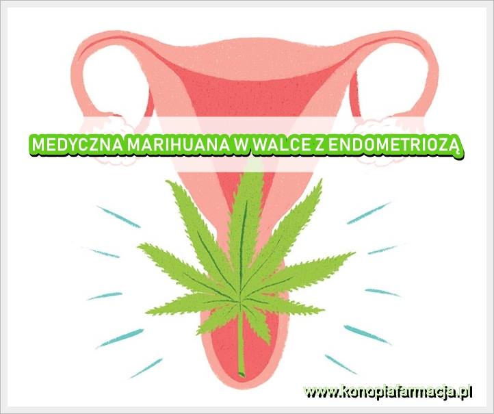 Medyczna Marihuana w w walce z endometriozą