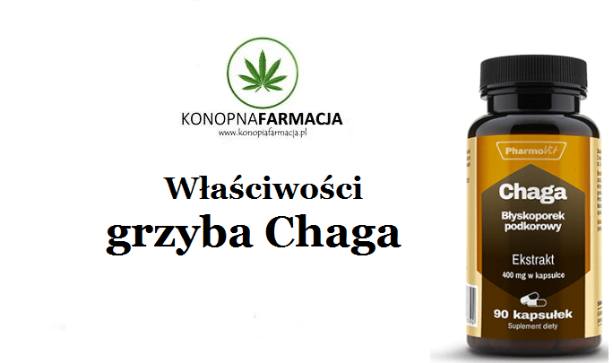 Właściwości grzyba Chaga