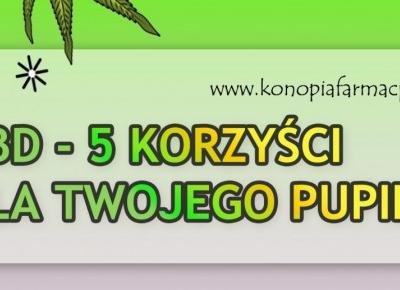 CBD - 5 korzyści dla twojego Pupila