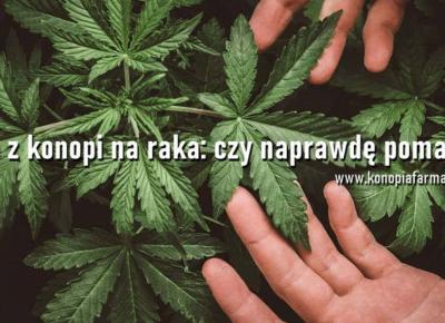 Olej z konopi na raka: czy naprawdę pomaga?