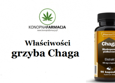 Właściwości grzyba Chaga