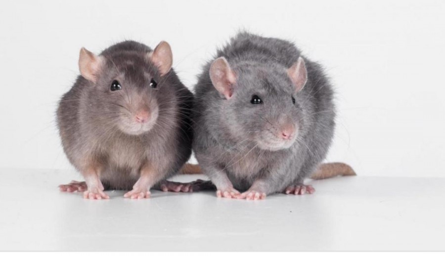 My rats ❤🐁🐀