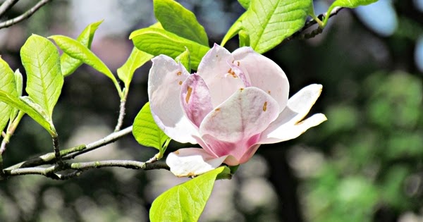 eM Ka: SPRING TAG || DDOB