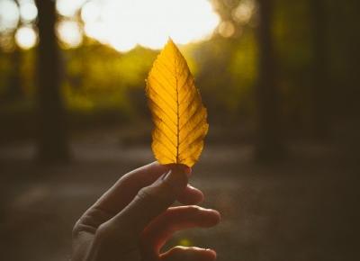 Fotografia - Pomysł na jesienne kadry