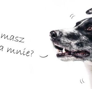13 pomysłów na prezent dla psa... i dla Ciebie! #SmoczeSprawy 4