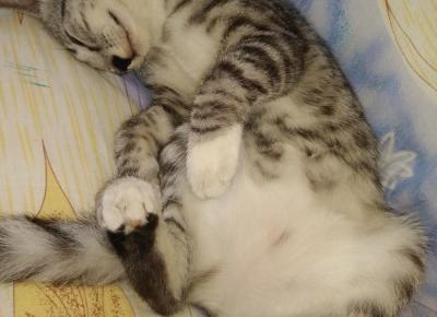 Śpiąca wspaniałość