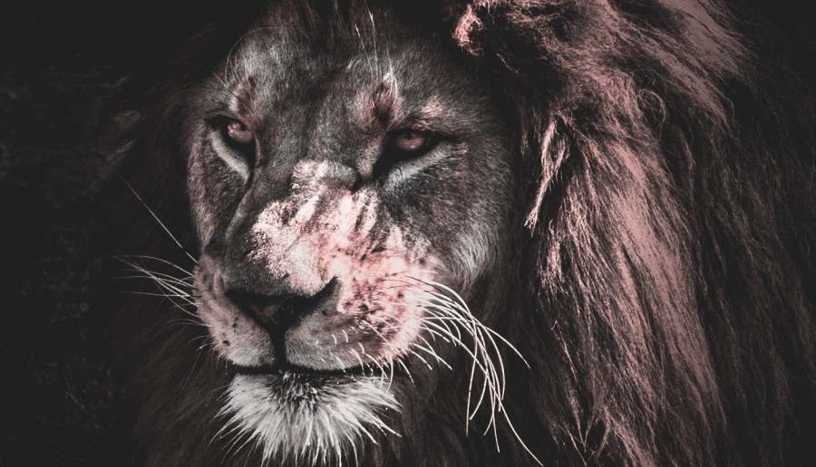 Lwy zagrożone wyginięciem?