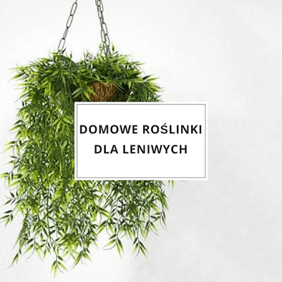  Domowe roślinki dla leniwych