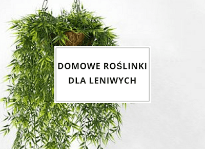  Domowe roślinki dla leniwych