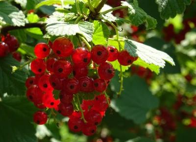 Dlaczego warto jeść owoce sezonowe?/Pizza arbuzowa 